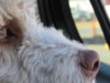 Permanent Link to S mazlíčkem na dovolenou Dog, In